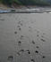 #564 Photograph of Human and Dog Prints in the Mud by Jamie Voetsch