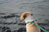 #566 Photograph of a Dog on a Leash by Jamie Voetsch