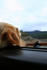 #576 Photograph of a Yellow Lab Dog Sticking His Head Out a Car Window by Jamie Voetsch