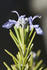 #583 Picture of Rosemary Flowers by Jamie Voetsch