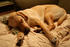 #594 Image of a Dog Sleeping on a Couch by Jamie Voetsch