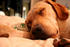 #596 Photograph of a Sleeping Dog by Jamie Voetsch