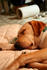 #597 Photo of a Yellow Lab Dog, Sound Asleep on a Couch by Jamie Voetsch