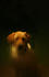 #598 Picture of a Yellow Labrador Retriever Waiting at the Front Door by Kenny Adams