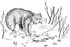 #61588 Clipart Of A Bobcat With Rabbit As Prey In Black And White - Royalty Free Vector Illustration by JVPD