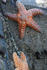 #678 Image of Two Starfish on a Rock by Jamie Voetsch
