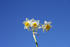 #684 Photograph of Wild Daffodils Against the Blue Sky by Jamie Voetsch