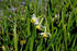 #685 Photograph of Wild Daffodils by Jamie Voetsch