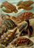 #6877 Turtles, Chelonia by JVPD