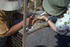 #7327 Picture of a Health Officials Extracting a Blood Sample from a Green Monkey, Cercopithecus Aethiops, During a Marburg Virus Investigation by KAPD