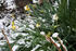 #743 Photo of Daffodils in Snow by Jamie Voetsch