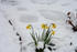 #750 Image of Daffodils in Snow, Jacksonville, Oregon by Jamie Voetsch