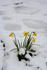 #751 Image of Daffodils in Snow, Jacksonville, Oregon by Jamie Voetsch