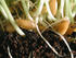 #76 Picture of Wheat Grass, Seeds, Roots, and Soil by Kenny Adams