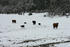 #763 Photograph of Cattle in a Wintry Landscape by Jamie Voetsch