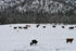 #766 Image of Cattle in Snow, Bishop Creek, Ruch, Oregon by Jamie Voetsch