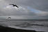 #778 Photography of Gulls Flying at Brookings Beach, Oregon by Kenny Adams