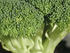 #78 Picture of Broccoli Floret by Kenny Adams