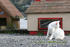 #829 Photography of a White Feral Cat Biting at Fleas by Kenny Adams