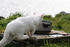 #835 Photography of a White Feral Cat Walking Towards a Water Dish by Kenny Adams