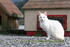 #839 Photo of a Feral White Cat Looking at the Camera by Kenny Adams