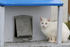 #842 Photo of a White Feral Cat Sitting Beside a Cat Door by Kenny Adams