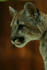 #861 Photography of a Teen Cougar Cat by Kenny Adams