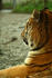 #864 Photography of the Royal Bengal Tiger Side-Shot by Kenny Adams