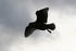 #865 Photography of a Seagull Silhouette by Kenny Adams