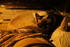 #936 Photo of Siamese Catnap by Kenny Adams