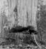 #9543 Picture of Three Lumberjacks by JVPD