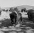 #9799 Picture of a Buffalo Herd by JVPD