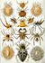 Arachnids acrosoma bifurcatum,acrosoma hexacanthum,acrosoma spinosum,arachnid,arachnida,arachnids,arkys cordiformis,bug,bugs,chelicerata,epeira diadema,ernst haeckel,gasteracantha acrosomoides,gasteracantha arcuata,gasteracantha caneriformis,gasteracantha geminata,insect,insects,kunstformen der natur,leiosoma palmicinctum,oxyopes variegatus,phrynus reniformis,spiders,tegeocranus cepheiformis,tegeocranus hericins,tegeocranus latus,ticks, Arachnids 3561 5000