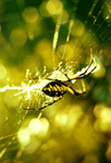 Arachnology Photography.com