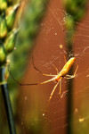 Arachnology Photos.com