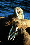 Cetology Photography.com