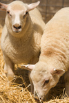 Farm Animal Stock Photography.com