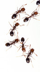 Myrmecology Photography.com