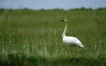 Photography Of Birds.com