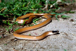 Zoology Photography.com