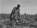 Sharecropper Photos.com