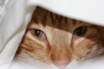Orange Cat Under a Sheet