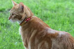 Orange Cat Standing on Grass