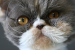 Closeup of a Persian Cats Face