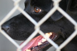 Closeup of Black Dog Behind Chain-link Fence