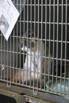 Caged Cat in the Humane Society