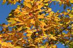 Fall Colored Foliage