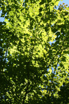 Deciduous Tree with Green Foliage