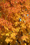 Deciduous Tree with Fall Colors