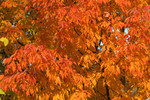 Orange Fall Colors
